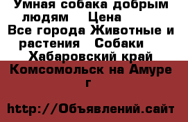 Умная собака добрым людям. › Цена ­ 100 - Все города Животные и растения » Собаки   . Хабаровский край,Комсомольск-на-Амуре г.